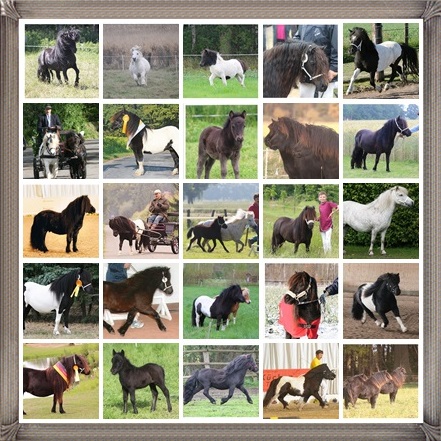 Hier klicken um zur Homepage zu gelangen